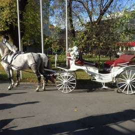 Viena: 30 minutos de paseo en Fiaker por el casco antiguo