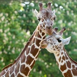 Viena: Ticket de entrada sin colas para el zoo de Schönbrunn