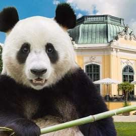 Viena: Ticket de entrada sin colas para el zoo de Schönbrunn