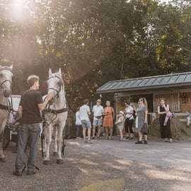 Viena: Secretos del Fiaker y paseo en coche de caballos