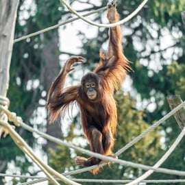 Viena: Ticket de entrada sin colas para el zoo de Schönbrunn