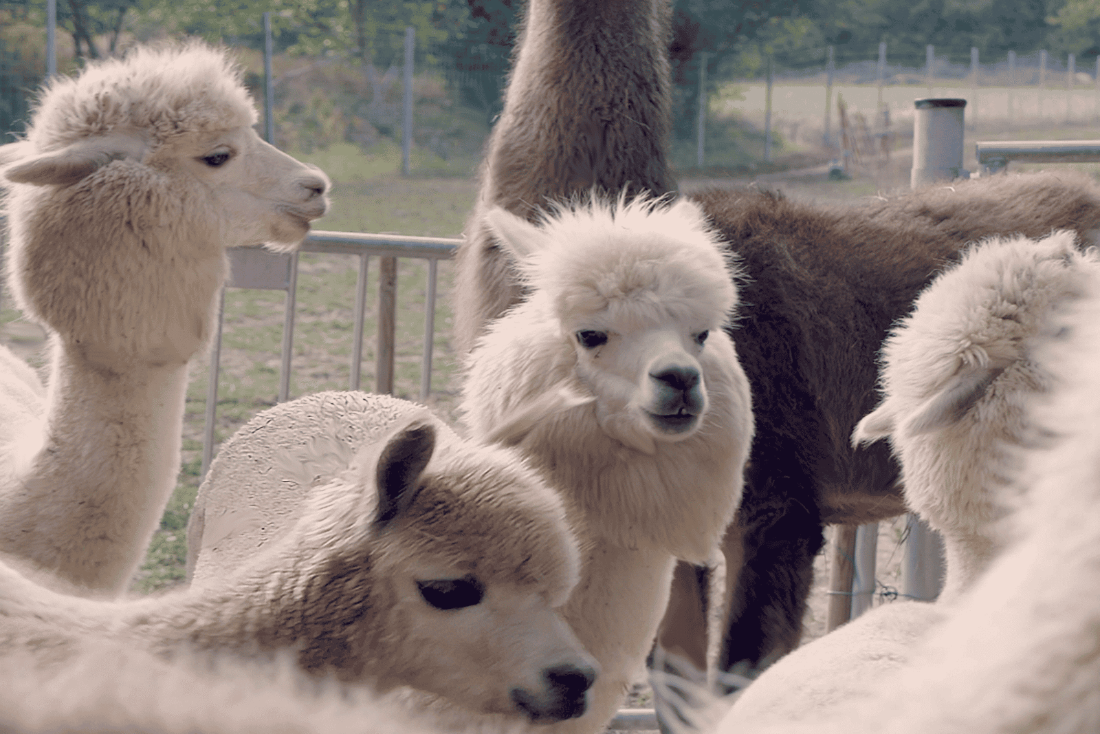 Mödling/Viena: Caminhada cênica guiada com alpacas e lhamas