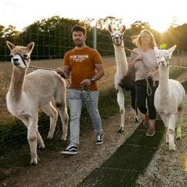 Mödling/Viena: Caminhada cênica guiada com alpacas e lhamas