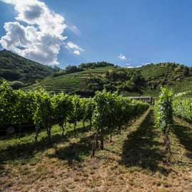Pastoreio de uvas: Passeio de bicicleta pelas adegas do Vale de Wachau