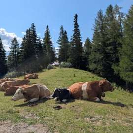 Viena: excursión de senderismo por la montaña Rax con guía y traslado
