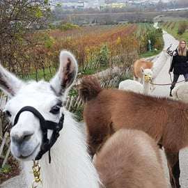 Mödling/Viena: Caminhada cênica guiada com alpacas e lhamas
