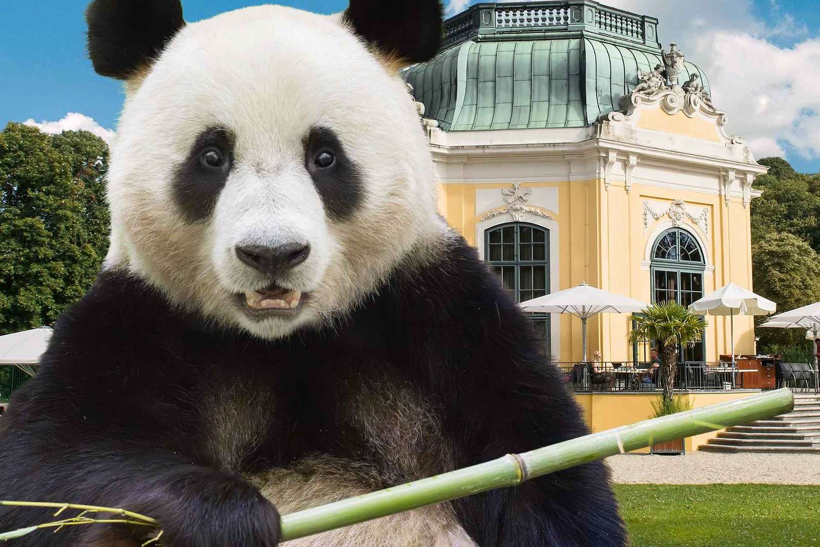 Viena: Ticket de entrada sin colas para el zoo de Schönbrunn