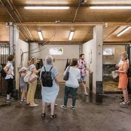 Viena: Secretos del Fiaker y paseo en coche de caballos