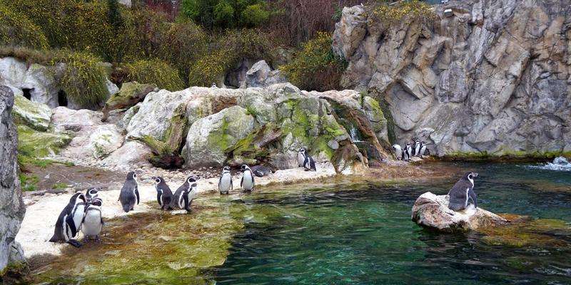 Jardim Zoológico de Schönbrunn