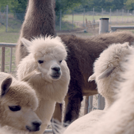 Mödling/Viena: Caminhada cênica guiada com alpacas e lhamas