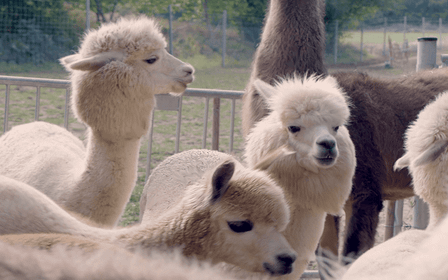 Mödling/Viena: Excursión panorámica guiada con alpacas y llamas