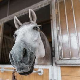 Viena: Secretos del Fiaker y paseo en coche de caballos
